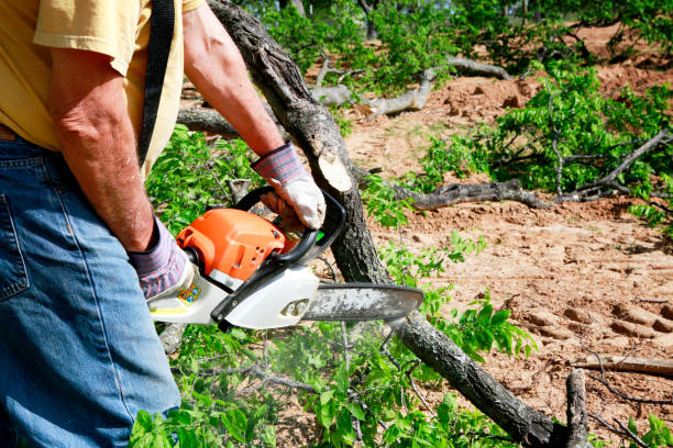 Best Emergency Storm Tree Removal  in Kearney, MO